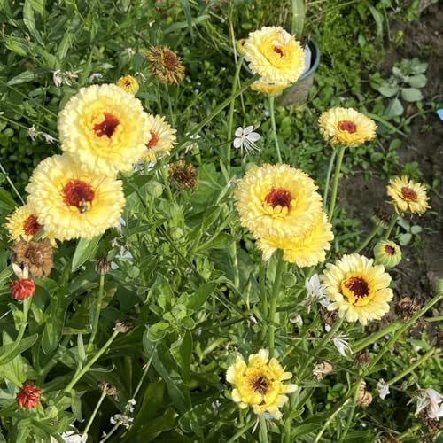 Semi di Calendula officinalis - esotici biologici Le da balcone sono semi di perenne 500pcs