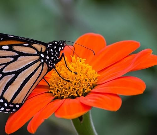 Mexican Sunflower Seeds for Planting – Plant & Grow Heirloom Mexican Sunflowers in Home Outdoor Garden – Planting Instructions for Vibrant Blooms – Great Gardening Gift, 1 Packet