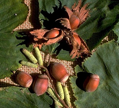 Nottingham Fruchtbare, Haselnuss, Strauch, ca. 100-120cm im großen Topf