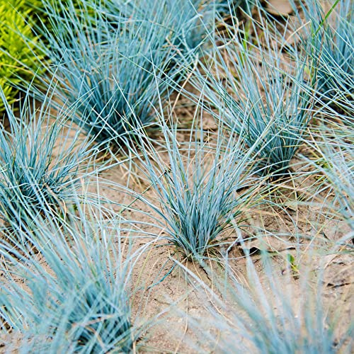 blauschwingel samen - grassamen gräser Ziergras - Blau-Schwingel alte sorten saatgut wildblumenwiese saatgut mehrjährig garten hochbeet flanzen gartengeschenke gartenpflanze 150 Stück
