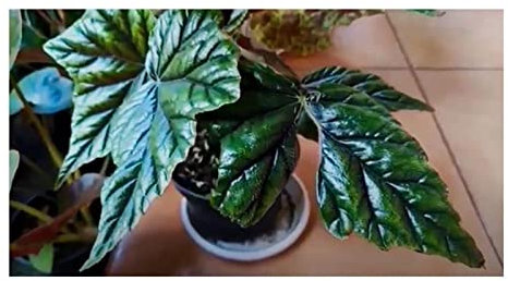 Pcs - 10x Begonia Incarnata Fleurs Jardin Plantes - Graines ID336 - Seeds & Plants Shop by Ipsa