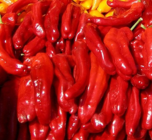 Hot Pepper Rokita Graines - Piment