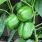Semi di peperone verde 70 pezzi