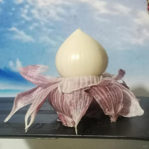ajo elefante balcón invernadero en resistentes Comprar especias y jardín, hidropónicas exóticas jardín interior 3pcs
