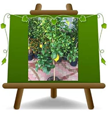 EURO PLANTS VIVAI Femminello Carrubaro - Árbol frutal de limón, altura: 180 cm, diámetro 35 cm