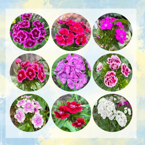 semi di garofano dolce, decorative giardino resistenti balcone esotiche rare 1000pcs