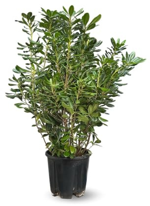 Attitude Jardin - Pittosporum tobira - plantes de haies - 90-100 cm - ⌀ 22 cm - plante d'extérieur