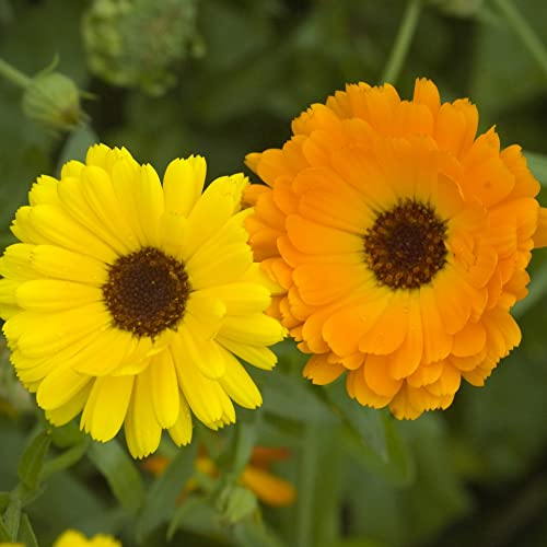 Calendula Seeds for Planting UK 'Fiesta Gitana Mixed' RHS AGM English Marigold Pot Marigold Hardy Annual Easy to Grow Your Own Outdoor Garden Flower Plants (Approx. 160 Seeds) by Thompson and Morgan