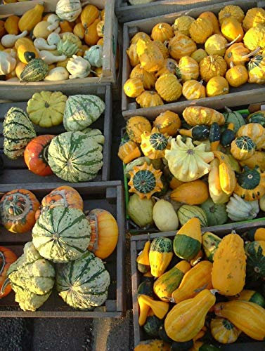 Cucurbita Pepo VAR ovifera - Calabazas ornamentales - 30 semillas frescas (oblea)