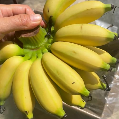 semillas de banano - banano - balcón resistentes, plátano resistentes, decoración 50pcs