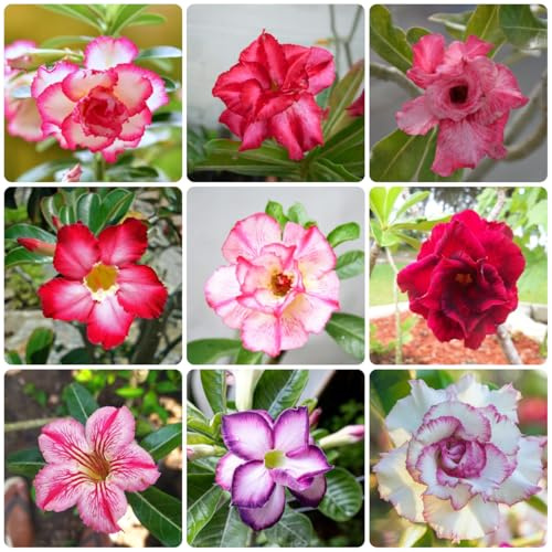 semi di adenium obesum - resistente biologici giardino selvatici 12pcs
