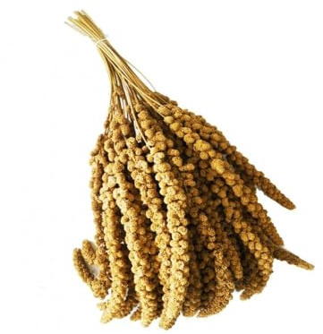 Spighe di panico 250gr, Snack per Uccelli Esotici, Cocorite, Pappagallini, Inseparabili, Canarini e Cardellini, Antistress da Gabbia