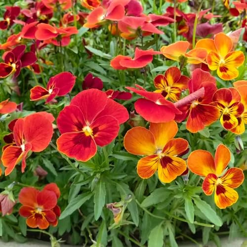 viola del pensiero - Viola tricolore ornamentali interno giardino semi di balcone 400pcs