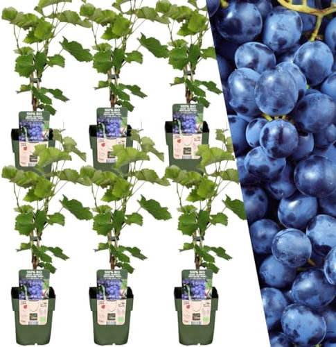 Plants by Frank | 6 Heidelbeeren Pflanzen | 100% Bio Obstpflanzen | Heidelbeeren | Gartenpflanzen | Winterharte Pflanzen für Garten | Gartenpflanzen Winterhart