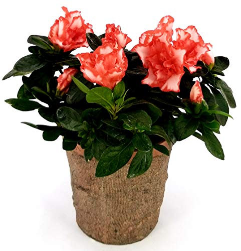 POWERS TO FLOWERS - AZALEA MATISS IN VASO CERAMICA RUSTICO, Pianta da interno/esterno, pianta vera