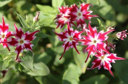 40 GRANI PHLOX à Fleur étoilée (Phlox Drumondii cuspidata Twin Star) N29 VOIR