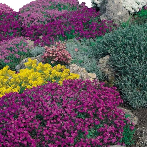 Semi per Giardini Rocciosi, Miscuglio di Fiori di roccia con Colori Vivaci, perenni e annuali.