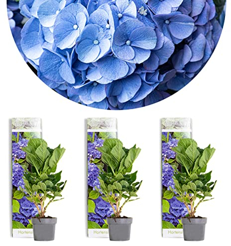 Bloomique - Lot de 3 - Hydrangea Macrophylla Early Blue – Hortensia – Hortensia commun – Plantes de jardin – Rustique – 20-30 cm de haut – Pot 10,5 cm