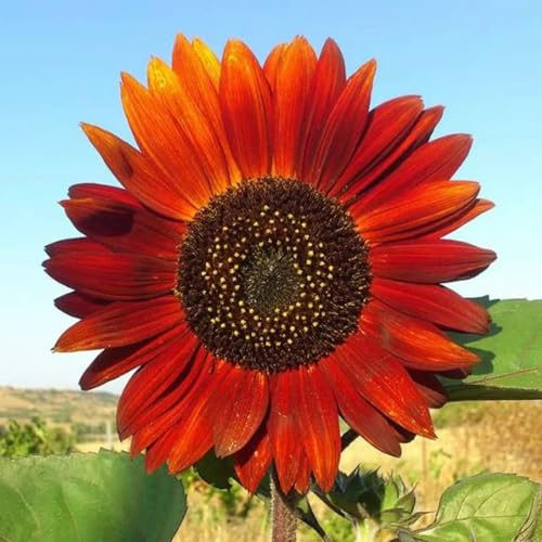 150 Pcs Sonnenblumen Samen - Helianthus Annuus - Wildblumen Balkonblumen, Schnittblumen Samen Sonnenblumensamen Sonnenblumen Saatgut, Blumensamen Mehrjährig Winterhart, Balkonpflanzen