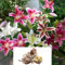 3 Oriental Lily Mix – Fragrant, Giant Flowers in Vibrant Colours – Perfect for Summer Gardens – Perennial and Hardy for UK Climate