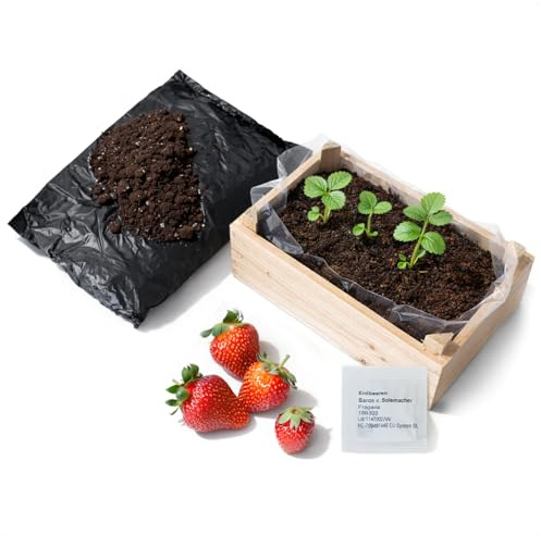 com-four® odlingsset för jordgubbar med trälåda – set för att plantera jordgubbar med jord och frön – miniträdgård för balkong, terrass och fönsterbräda (Jordgubb - 1 bit)