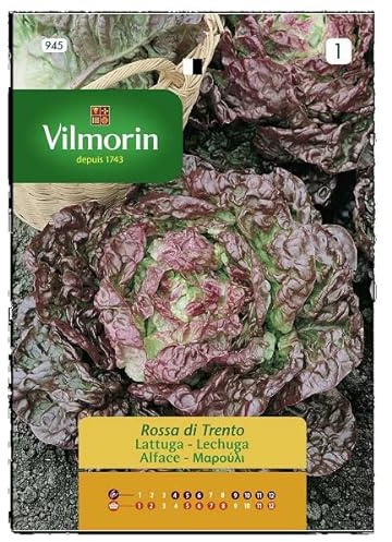 Semillas de LECHUGA ROSA TRIENTO, Ref: 945, 5 gr