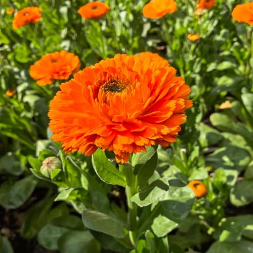 Calendula officinalis - decorazione giardino decorazione Copertura resistente semi 20pcs