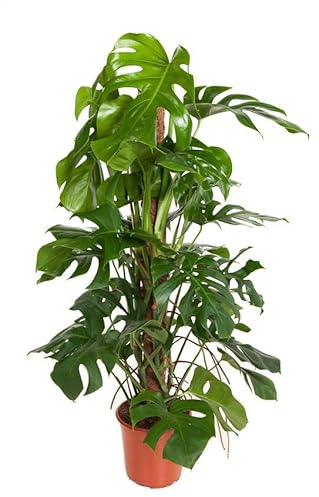Monstera deliciosa am Moosstock Topf Ø: 24 cm - Höhe: 120 cm - köstliches Fensterblatt-große Zimmerpflanze