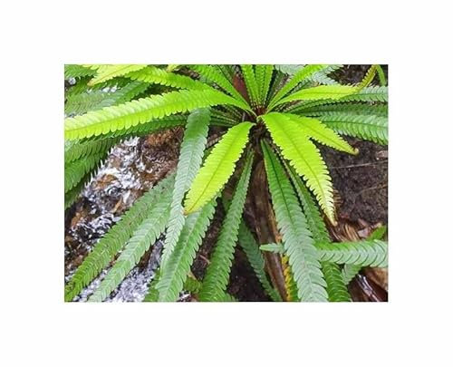 Pcs - 10x Blechnum Obtusatum Fougère Arborescente Brillant Feuillage Plantes - Graines ID1793 - Seeds & Plants Shop by Ipsa