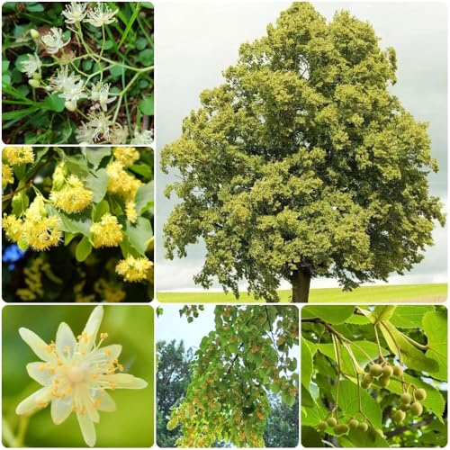 Semillas de tilo - Tilia tuan, plantando un arbol de balcon comprar semillas de arboles semillas exóticas semillas de arboles bonsai regalos para amantes 60pcs