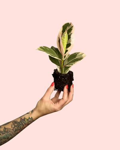 PUR PLANT Ficus Elástica Tineke Mini | Planta Natural De Interior Resistente y Purificadora | Hojas Variegadas Verde, Crema y Rosadas | Compacta y Elegante | Maceta De Ø8 cm