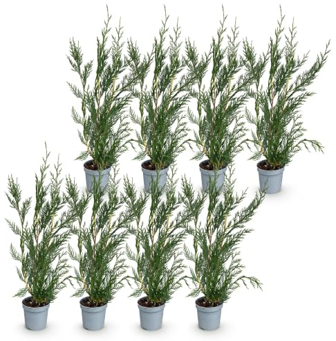 Seto Leylandii, Coníferas de Jardín, Verde, Pack de 8, Altura 30-40 cm