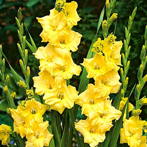 10 x Gladiolus Largeflowering Nova Lux – Refreshing Sunny Blooms in Mid-Summer – Summer Flowering Bulbs – Perennials – for Your Beautiful Garden