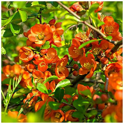 Chaenomeles × superba 'Orange Trail' / Japanese Quince, 20-30cm Tall in 2L Pot 3fatpigs®