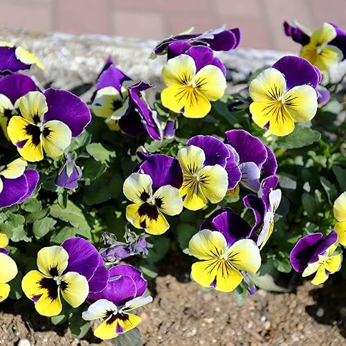 Saterkali Semi di viola del pensiero per piantare giardini, 50 pezzi semi di viola del pensiero forte vitalità alta germinazione crescita rapida semi di fiori in vaso forniture da giardino Multicolo