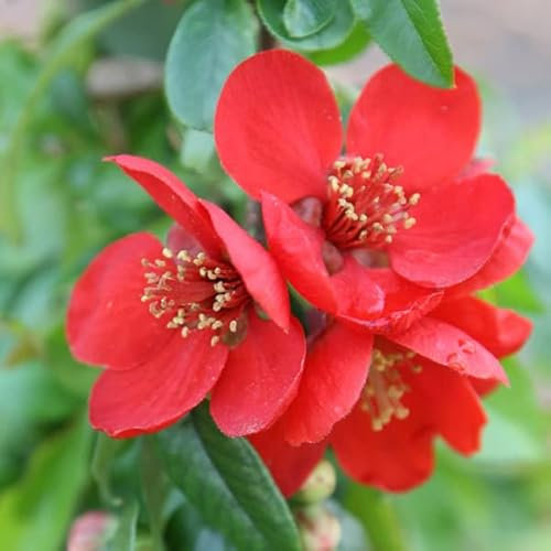 Cognassier du Japon 'Crimson and Gold' – Chaenomeles superba 'Crimson and Gold' 30-40 cm pot | Arbuste décoratif, fleurs rouges & jaunes, idéal haie fleurie