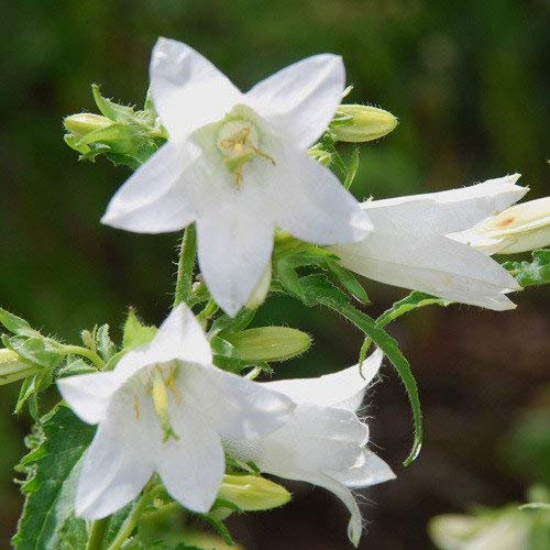 seedsown - Semillas Campanula Trachelium Alba
