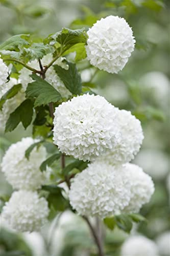 Viburnum opulus 'Roseum' 40–60 cm – Winterhart, Mehrjährig, Pflegeleicht – Gefüllter Schneeball – Heckenpflanze für Garten & Sichtschutz