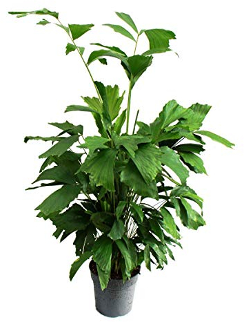 Exotenherz - Caryota mitis - Palma a coda di pesce - altezza circa 120 cm - palma solitaria