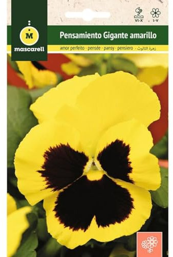 Mascarell Semillas, PENSAMIENTO GIGANTE A AMARILLO CENTRO NEGRO, Semillas Flores Exterior para Decoración, 0,25 Gramos