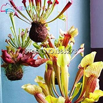Plante carnivore violette Plante carnivore rouge Graines de fleurs Plantes carnivores Plantation de fleurs Mini-plantes de bureau Paquet de 100 graines