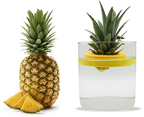 R&R SHOP Ananas Germinator - Pot flottant pour la germination de l'ananas, kit de croissance des plantes, plastique de maïs 100% (Jaune)