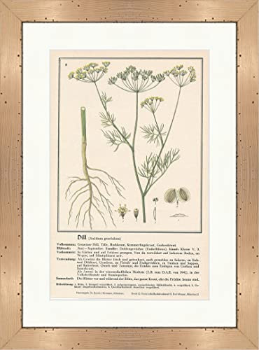 Aneth Anethum graveolens 158 Plantes médicinales encadrées