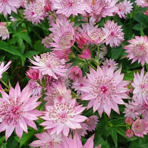 Semi di ombrella stellata, Astrantia maggiore di semi di campo da balcone perenni 200pcs