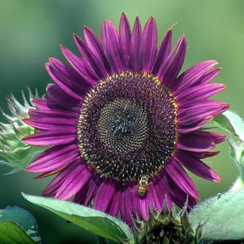 100 Stück sonnenblumen samen, Lila Sonnenblumen Saatgut, Beliebte Blumensamen, Ideale Garten Pflanzen, sonnenblumen Geeignet für Garten und Balkon