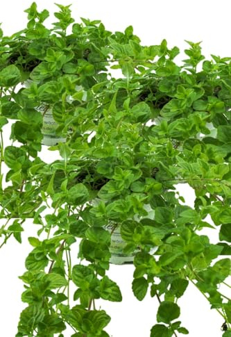 3er Set Indische Hängeminze,Yerba Buena - Satureja douglasii,frische Minze