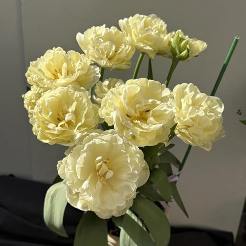 Bombilla de tulipán perennes resistentes,bancales elevados para jardín,decorativas de balcón,de exterior Bombilla de perennes 4pcs