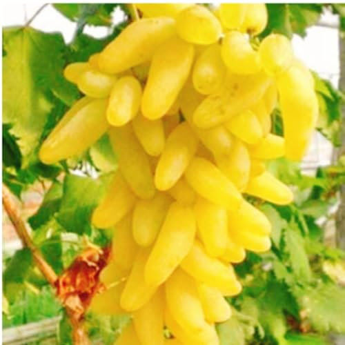 Weinreben kaufen Winterhart zwiebeln,Weintrauben pflanzen kernlos winterhart süße,tafel-Trauben,vitis vinifera weinrebe,tafeltraube wein pflanze winterhart,trauben pflanzen.-1zwiebeln-G