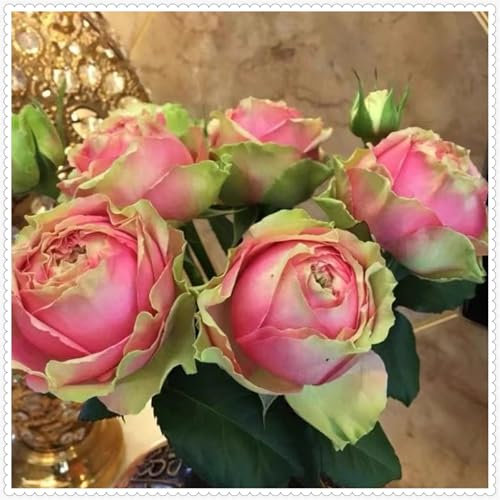 Rosenpflanzen kaufen - Edelrose pflanze-Strauchrose-Winterharte nostalgische Pflanzen rosen pflanzen-Rosenpflanzen mit einem starken Aroma-1zwiebeln-C