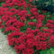 Sedum- (Sedum Spurium) verano gloria: 50 semillas